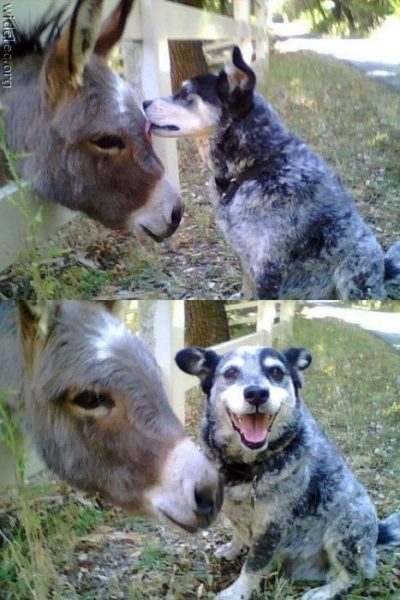 Забавная дружба животных 