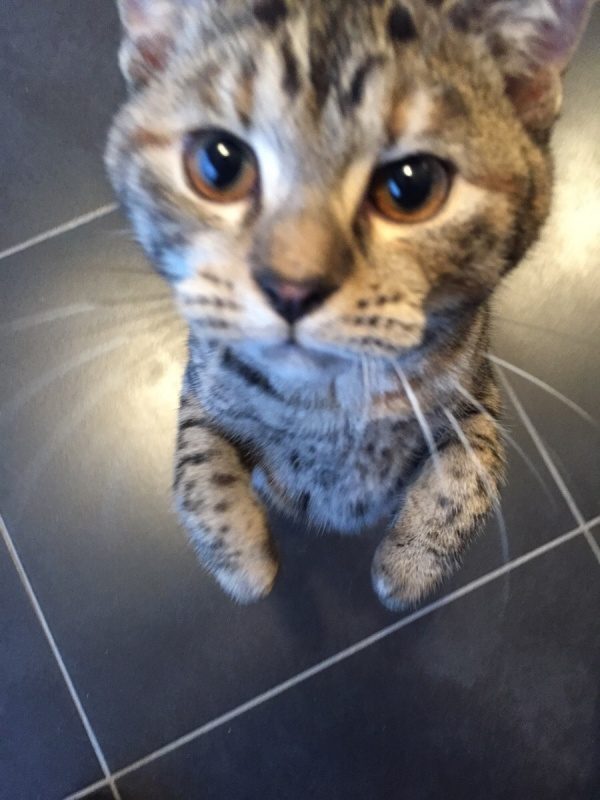 Кот просит есть
