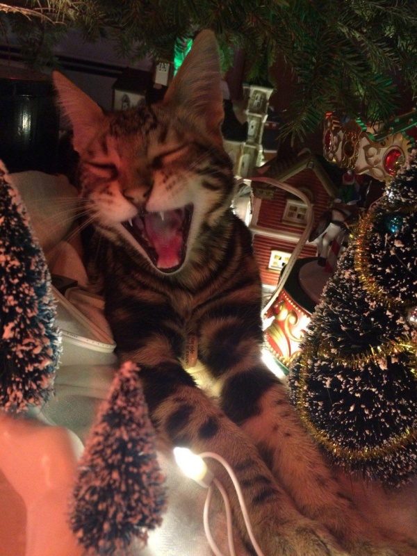 Кот поёт новогоднюю песню