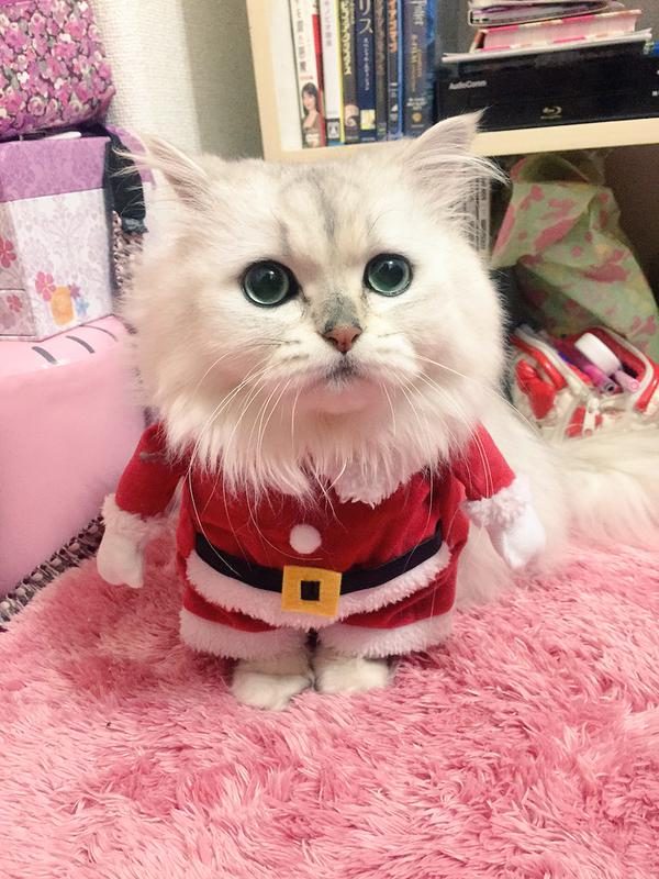 Кот в новогоднем костюме