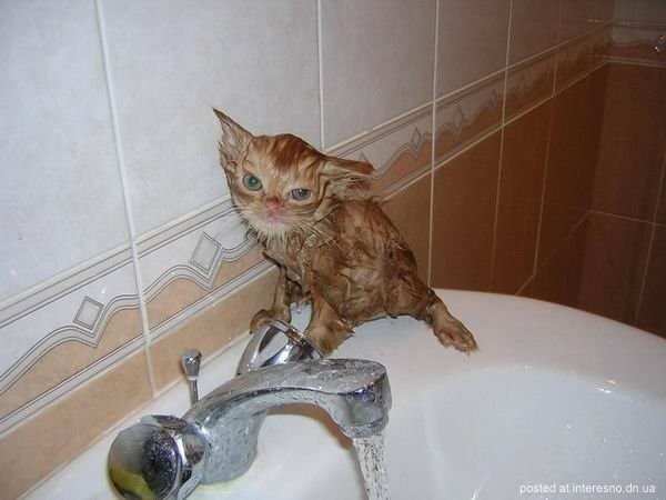 Помой кота )