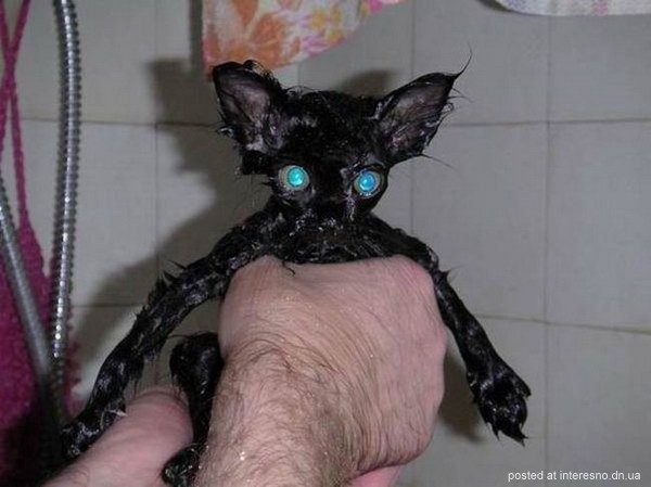 Помой кота )