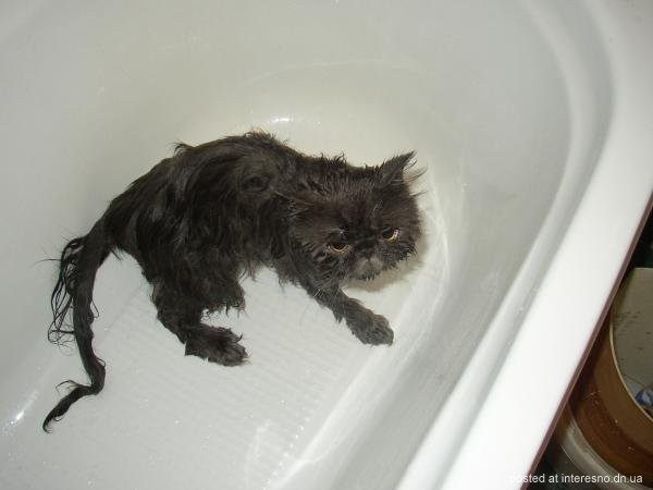 Помой кота )