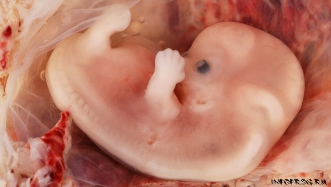 digital_embryos