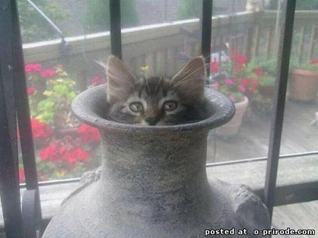 Мастера маскировки - коты
