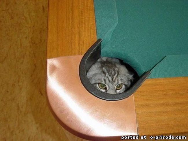 Мастера маскировки - коты