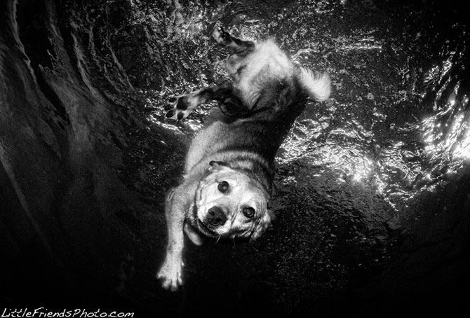 Подводные собаки Сета Кастила