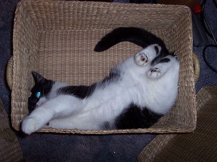 Кот в коробке