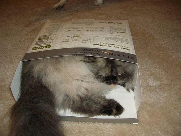 Кот в коробке