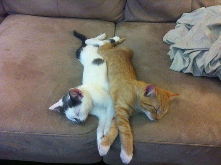  Кошки, спящие в странных местах