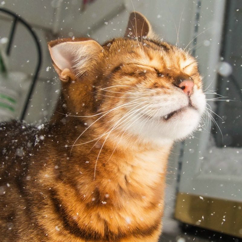 Кошак со снегом