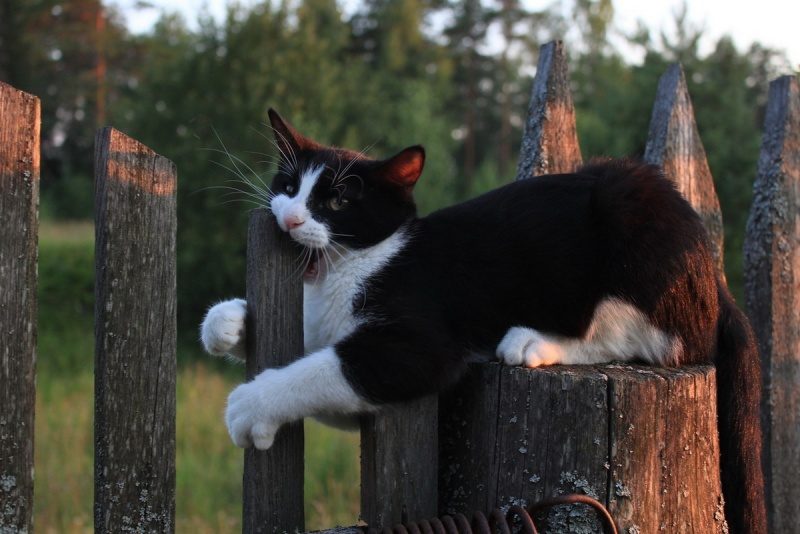 Милые и забавные животные