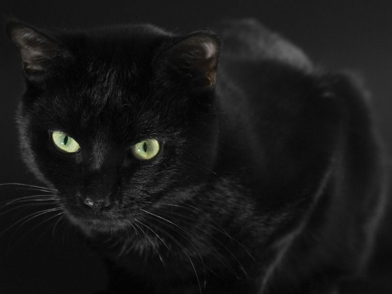 20 удивительных фотографий кошек 