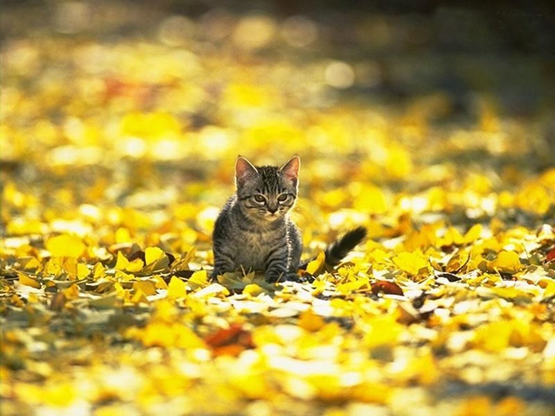 20 удивительных фотографий кошек 