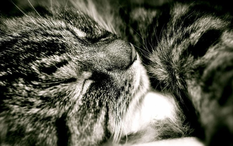 20 удивительных фотографий кошек 